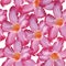 Desert Rose pink flower. Seamless pattern. Sketch on a white background. vector