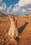 Desert rose tree, Socotra Island, Yemen