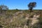 desert at ross graham - kalbarri - western australia