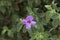 Desert Ruellia