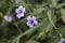 Desert Ruellia