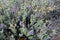 Desert Sage bush closeup â€“ salvia dorrii sage Owyhee Canyonlands Wilderness Idaho horizontal