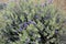 Desert Sage â€“ salvia dorrii sage closeup Owyhee Canyonlands Wilderness Idaho Horizontal