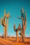 Desert saguaro cactus - family quite funny cactus tree