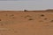 Desert sand and Free Camels, in the heart of Saudi Arabia on the way to Riyadh