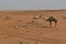 Desert sand and Free Camels, in the heart of Saudi Arabia on the way to Riyadh