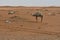 Desert sand and Free Camels, in the heart of Saudi Arabia on the way to Riyadh