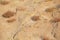 Desert sand plant background