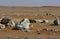 Desert sand and rocks, in the heart of Saudi Arabia on the way to Riyadh