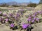 Desert Sand Verbena - Abronia villosa