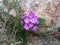 Desert Sand Verbena Wildflowers