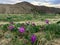 Desert Sand Verbena Wildflowers