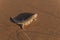 Desert sandfish scincus, common skink at the Erg Chebbi sand dunes in Morocco