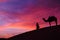 Desert scence with camel and dramatic sky