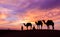 Desert scence with camel and dramatic sky