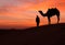 Desert scence with camel and dramatic sky