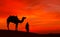 Desert scence with camel and dramatic sky