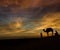 Desert scence with camel and dramatic sky