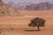 Desert scene with camel and tree . Wadi Rum Desert