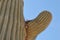 Desert Scene - Giant Saguaro Cactus - Close Up