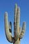 Desert Scene - Giant Saguaro Cactus - Close Up