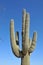 Desert Scene - Giant Saguaro Cactus - Close Up