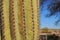 Desert Scene - Giant Saguaro Cactus - Close Up