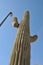 Desert Scene - Giant Saguaro Cactus - Close Up