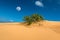 Desert Scene with Sand Dune, Bush and Full Moon at Dinh Cape, Ninh Thuan Province, Vietnam