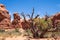 Desert scrub surrounded by sandstone formation