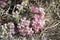 Desert shrubs in Patagonia, Argentina