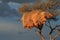 Desert social weavers nest in a tree namibia