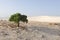 Desert, solitary green plant