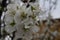 Desert southwest Plum tree flower macro