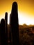 Desert Southwest Saguaro Cacti