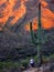 Desert Southwest Saguaro Cacti with Girl