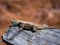 Desert Spiny Lizard in Coyote Gulch