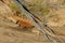 Desert Spiny Lizard on a Fence Rail