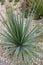 Desert spoon plant leaves