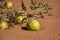 Desert Squash Citrullus colocynthis Handhal