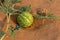Desert Squash Citrullus colocynthis Handhal in the sand in the United Arab Emirates UAE