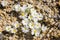 Desert Star Monoptilon bellioides blooming in Joshua Tree National Park, California