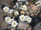 Desert Star Wildflowers