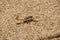 Desert Striped Scorpion