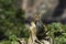 Desert Striped Tail Chipmunk at the Grand Canyon