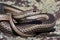 Desert Striped Whipsnake - Coluber taeniatus teniatus