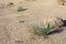 Desert Style Xeriscaping