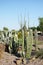 Desert Style Xeriscaping in Phoenix, AZ