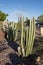 Desert Style Xeriscaping in Phoenix, AZ