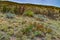 Desert succulents, cacti, prickly pear Cylindropuntia and Opuntia sp. and yucca on a hillside in Colorado, US